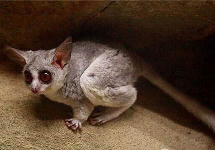 嬰猴中國可以養(yǎng)嗎