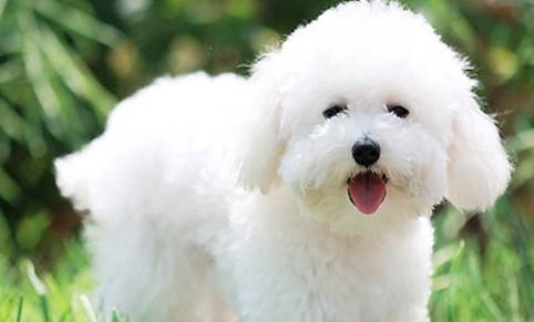 比熊犬狗糧哪個(gè)牌子好