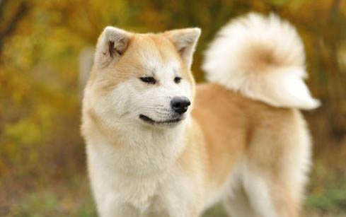 秋田犬和柴犬哪個好?