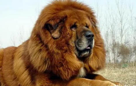 藏獒只認一個主人嗎