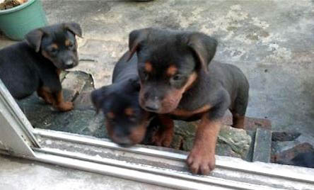 萊州紅犬的缺點