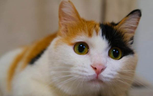 怎么幫助胖貓減肥