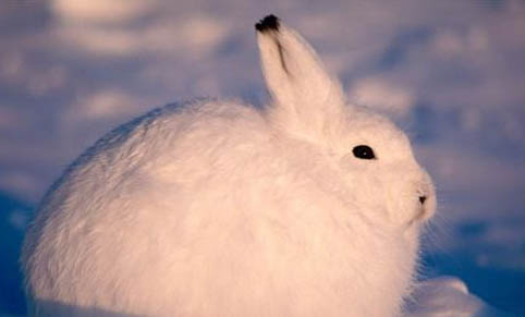 北極兔能活多久