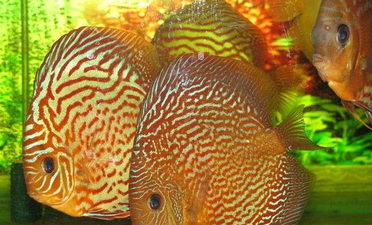 陰陽(yáng)神仙魚好養(yǎng)嗎