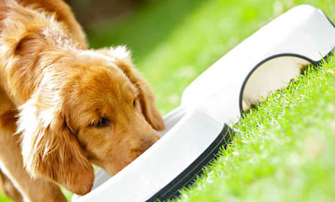 為什么要給貓狗做絕育手術