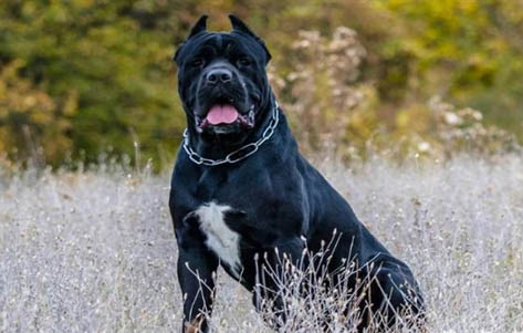 卡斯羅和羅威納哪個適合家養