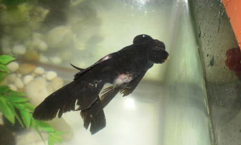 觀賞魚(yú)用藥小常識(shí)