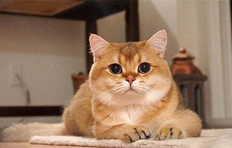 藍(lán)金和金漸層哪個(gè)貴