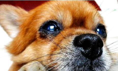 博美犬好不好養(yǎng)