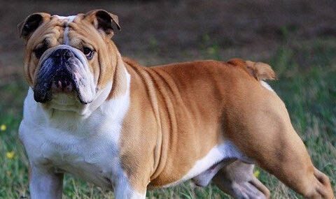 英國斗牛犬價格多少錢一只
