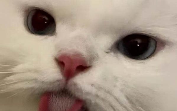 小貓嘔吐是什么原因啊？