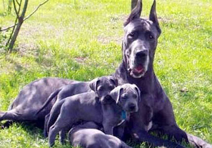 大丹犬打架厲害嗎