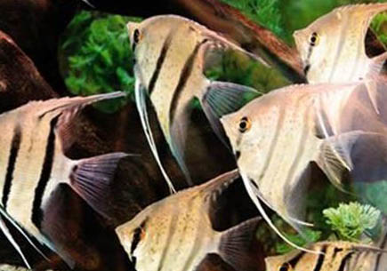 什么魚可以和神仙魚混養(yǎng)