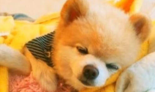 狗狗堅決不能吃的食物