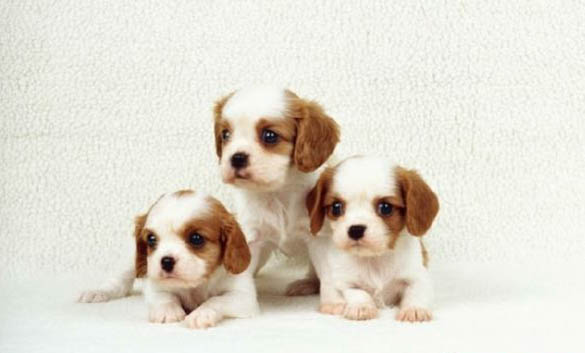 成狗拉稀帶血吃什么藥