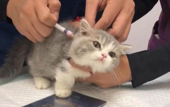 有哪些貓咪是身上味道很重的