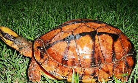 金錢龜壽命長(zhǎng)嗎