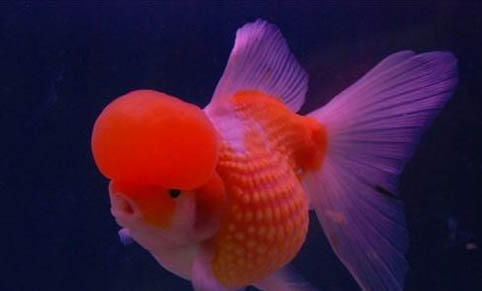 青魚能活多長時間