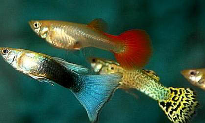 鳳尾魚30度水溫可以嗎