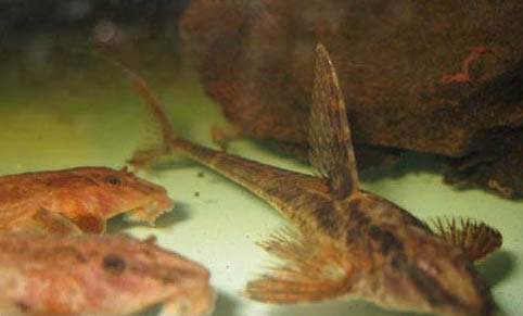 什么魚可以凈化水質