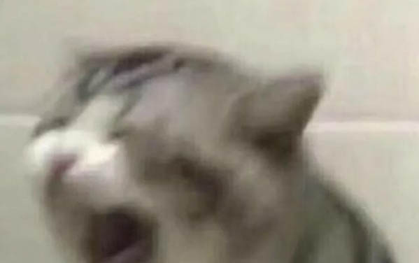 貓咪黑下巴癥狀
