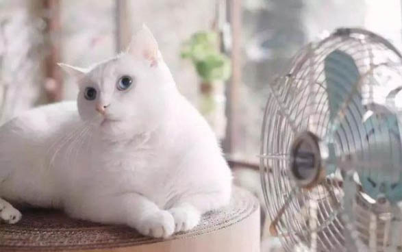 貓多大算是成年