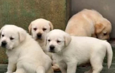 拉布拉多犬特征