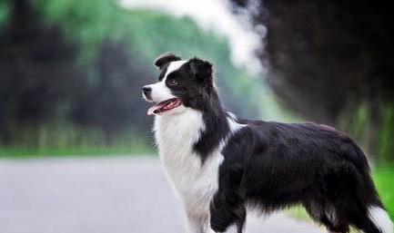 犬瘟空氣傳染幾率大嗎