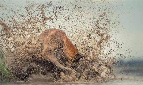 怎樣擁有好狗緣？