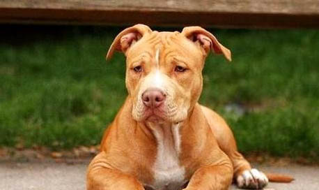 杜高犬脾氣性格怎么樣啊