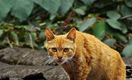 簡州貓與貍花貓區別