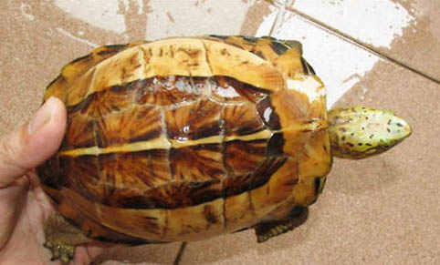 黃額閉殼龜怎么養不容易死