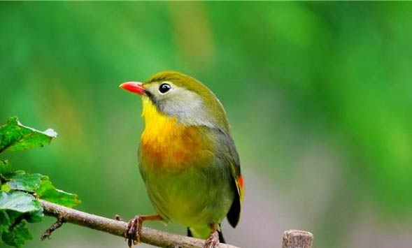 銀耳相思鳥怎么樣喂養好