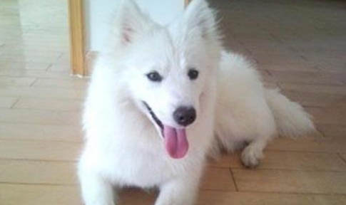 如何讓銀狐犬認窩呢