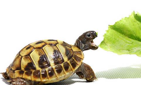 四爪陸龜能活多久