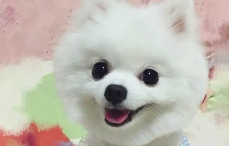 博美犬和比熊犬哪個好養