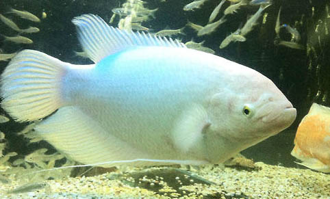 招財魚水溫度多少最佳