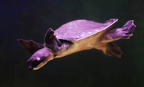 寵物龜的中暑預防治療