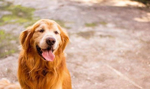 狗狗偶爾喘氣就像哮喘