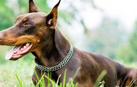 迷你杜賓適合家養嗎