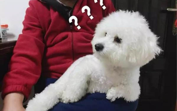 怎樣訓練比熊狗狗聽話