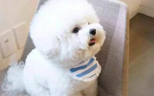 比熊犬和貴賓犬區(qū)別