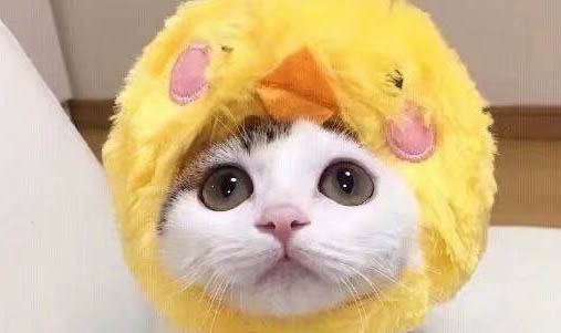 貓咪需要磨牙棒么