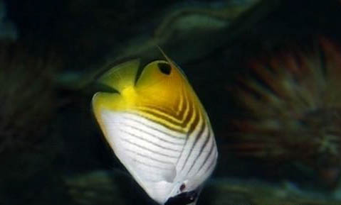 可以與什么魚混養