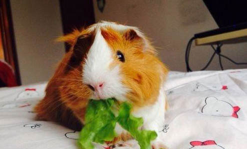 荷蘭豬的叫聲什么意思