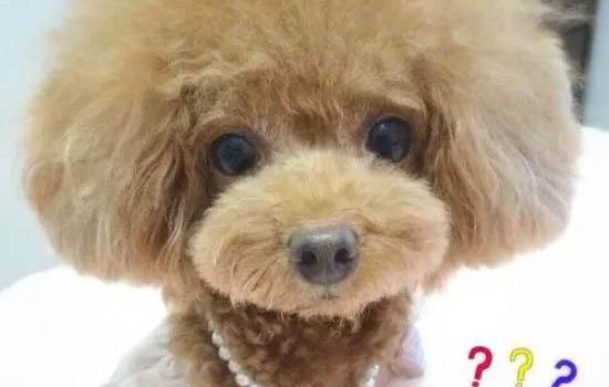 泰迪狗多少錢一只最便宜