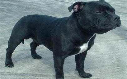 惠比特犬怎么訓(xùn)練