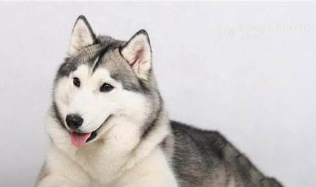 哈士奇犬不可以寵過頭
