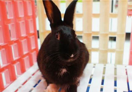 哈瓦那貓脫毛的原因及處理方法