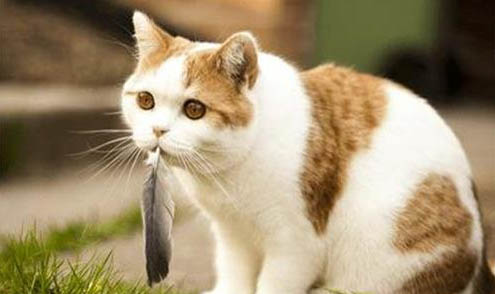 錦鯉魚可以和什么魚一起養